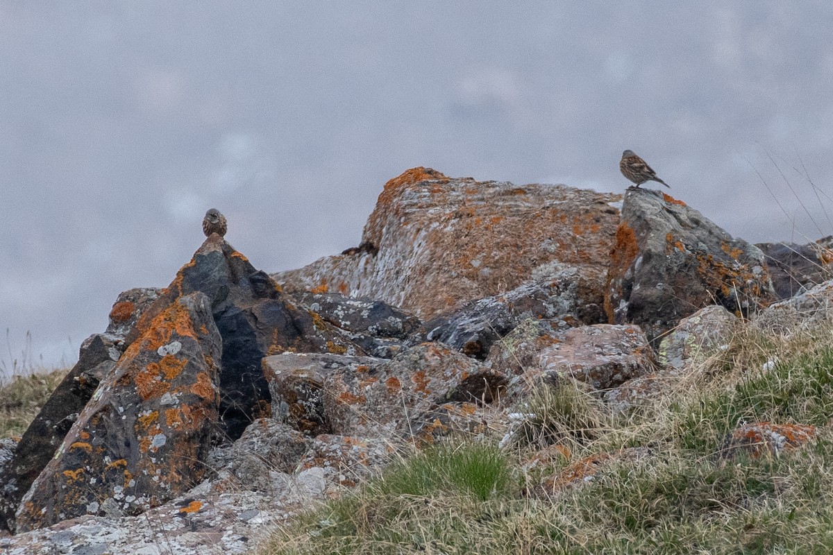 Altai Accentor - ML620379224