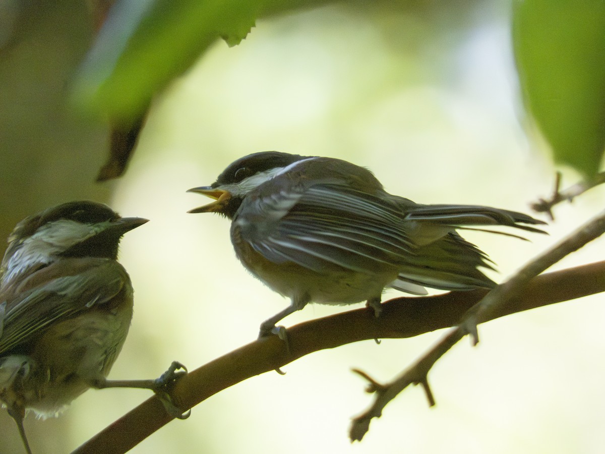 Chestnut-backed Chickadee - ML620379237