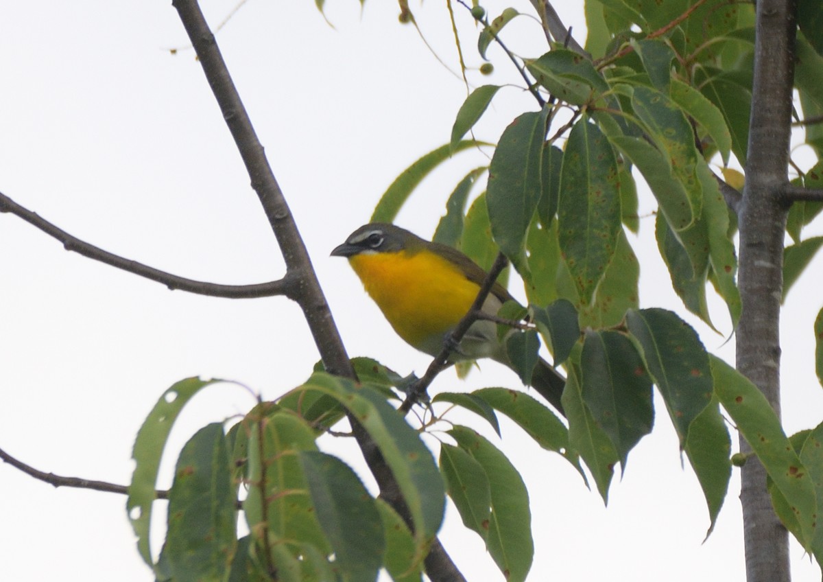Yellow-breasted Chat - ML620379249