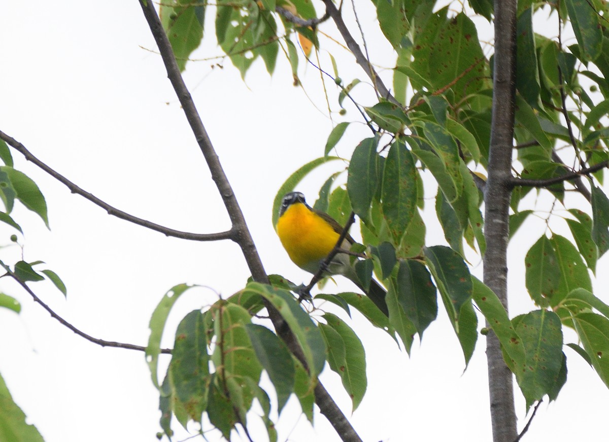 Yellow-breasted Chat - ML620379250