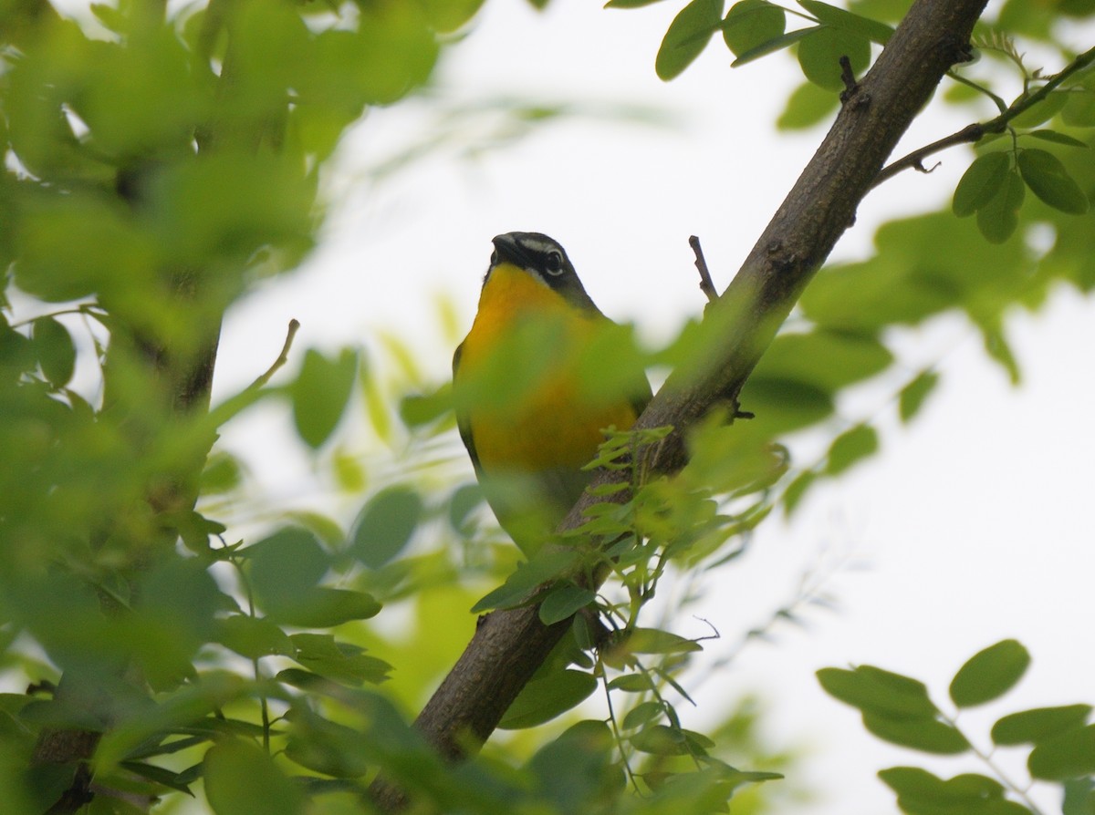 Yellow-breasted Chat - ML620379251