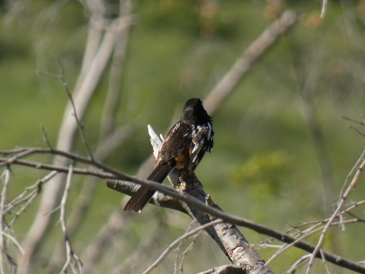 Spotted Towhee - ML620379255
