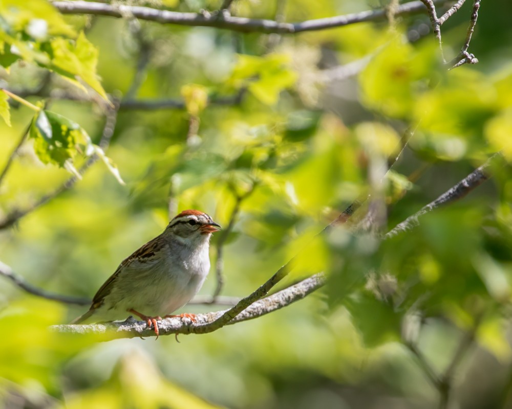 Chipping Sparrow - ML620379267