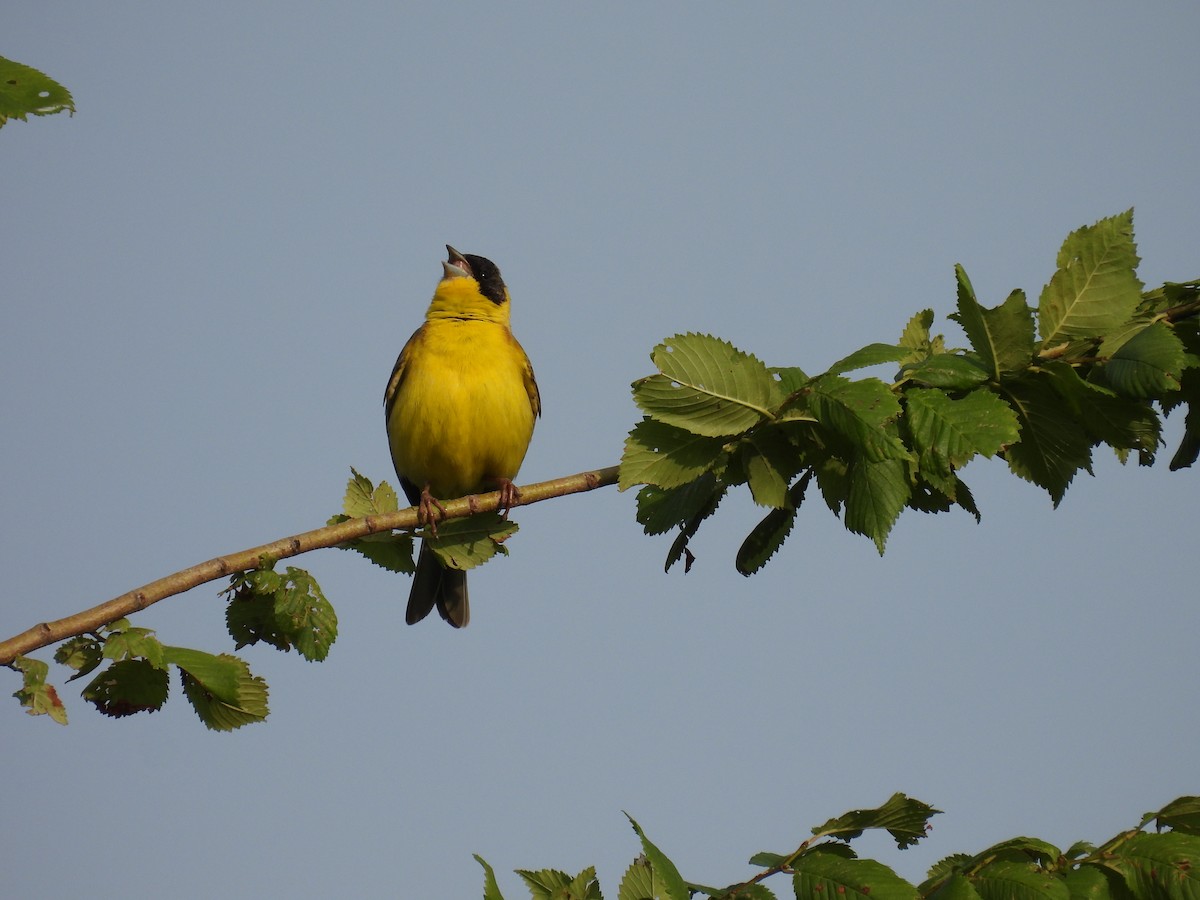 Black-headed Bunting - ML620379268