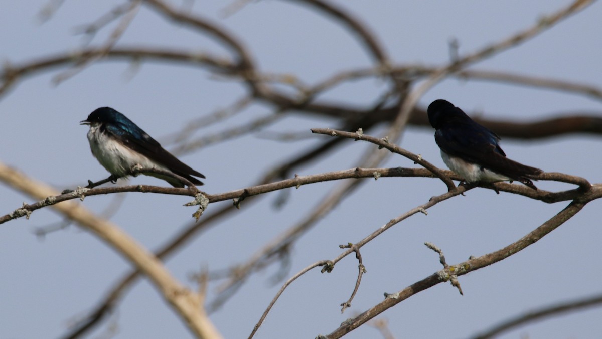 Tree Swallow - ML620379274