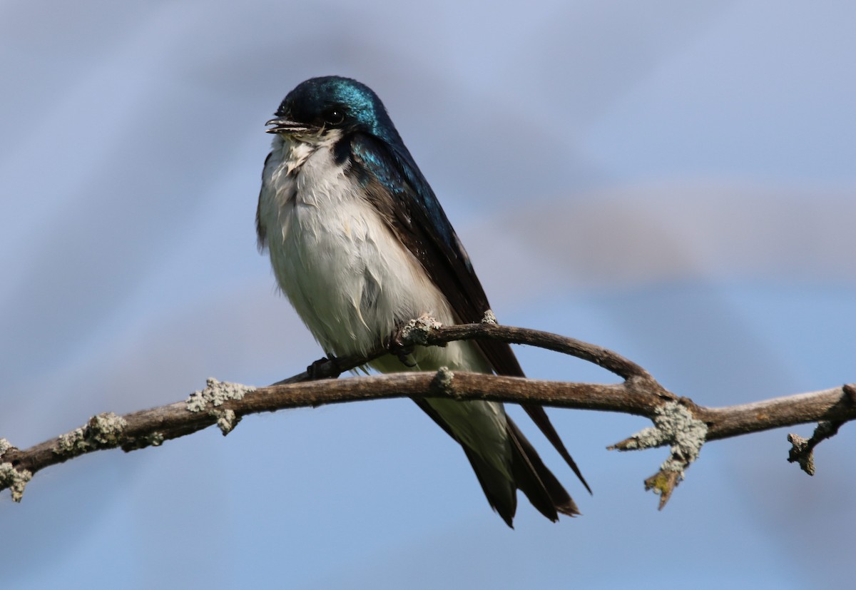 Tree Swallow - ML620379275