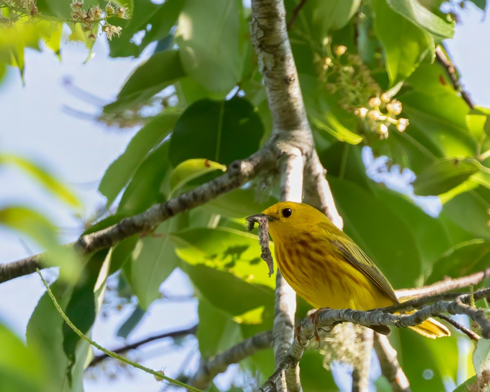 Paruline jaune - ML620379285