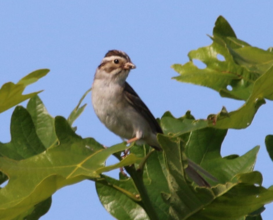 Clay-colored Sparrow - ML620379301