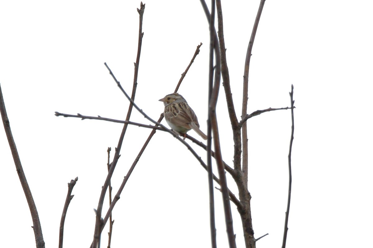 Clay-colored Sparrow - ML620379302