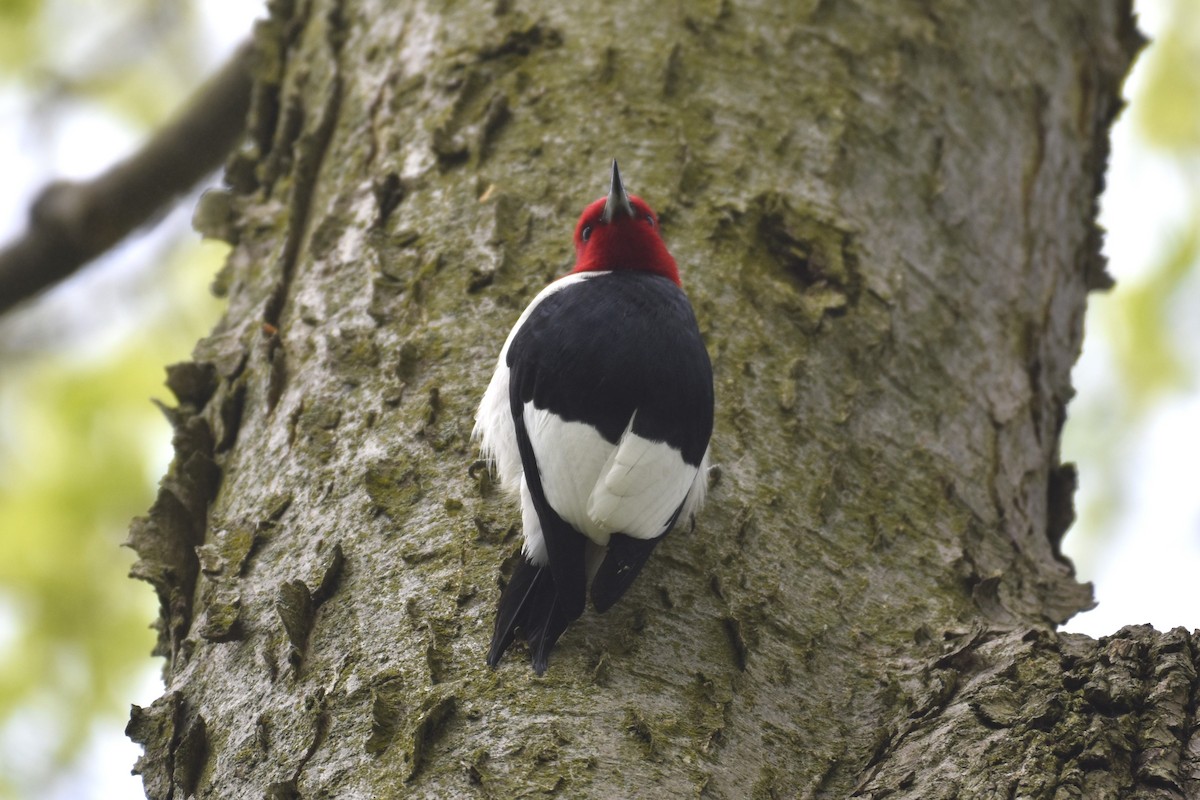 Red-headed Woodpecker - ML620379304