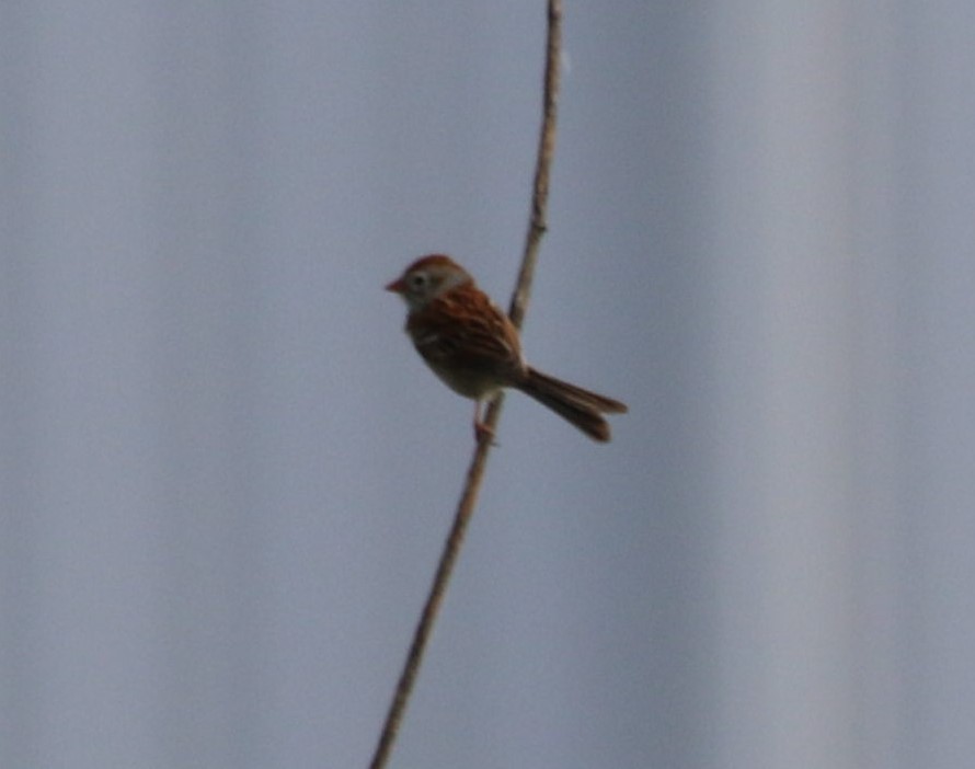 Field Sparrow - ML620379308