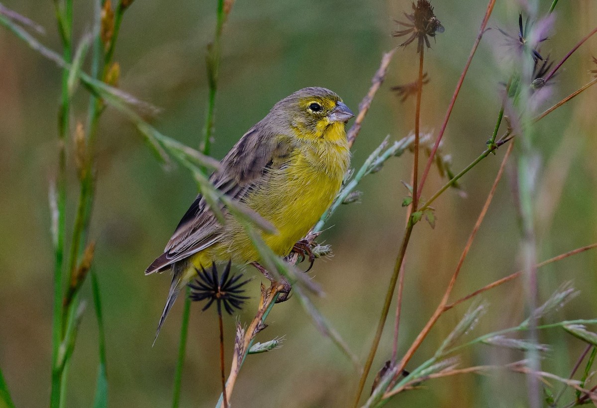 Grassland Yellow-Finch - ML620379309