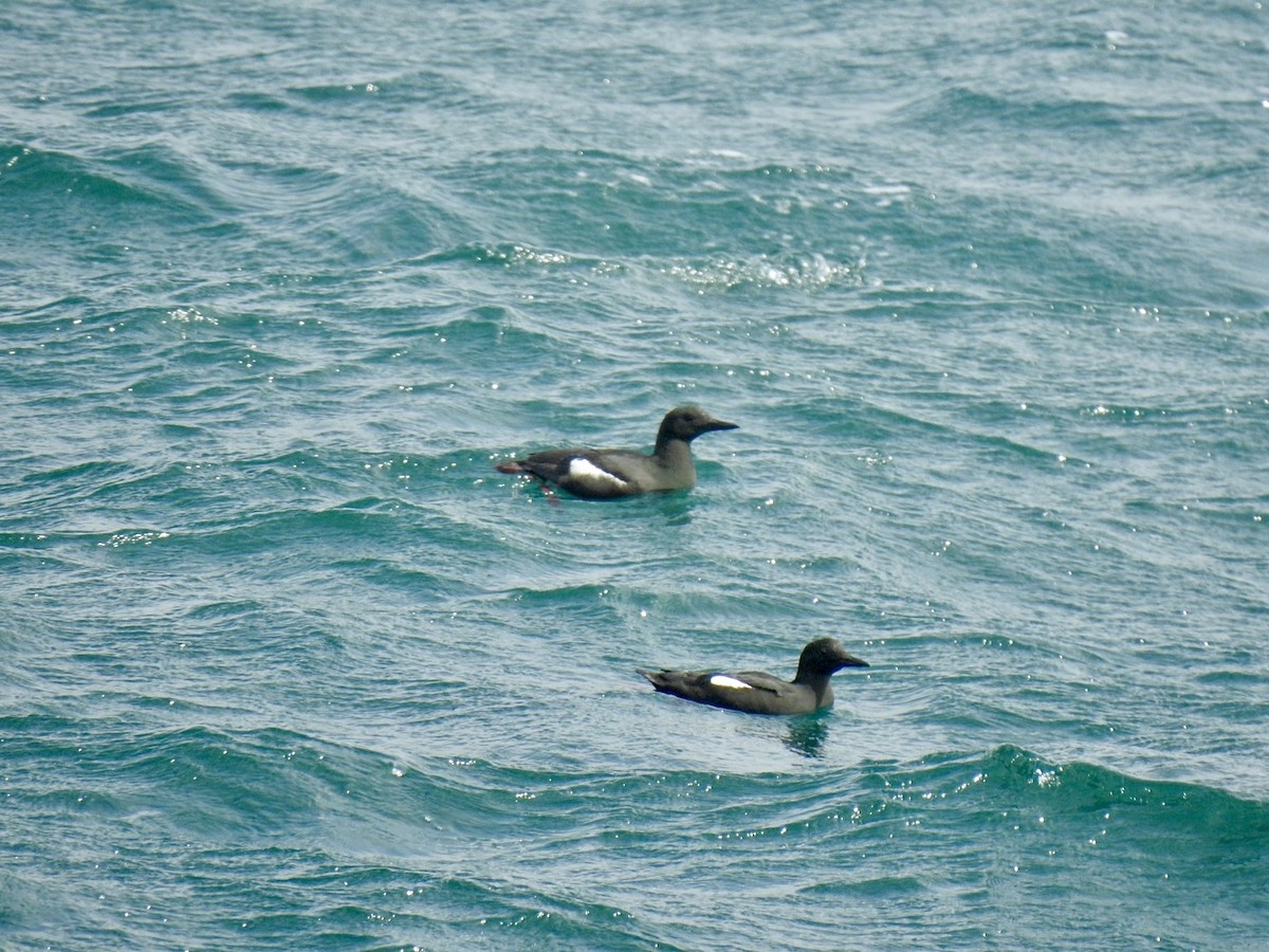 Black Guillemot - ML620379317