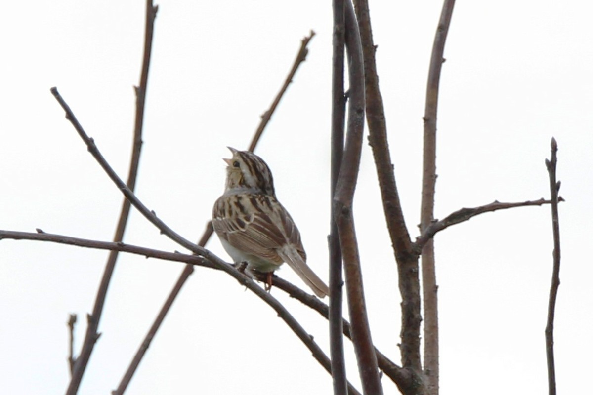 Clay-colored Sparrow - ML620379321