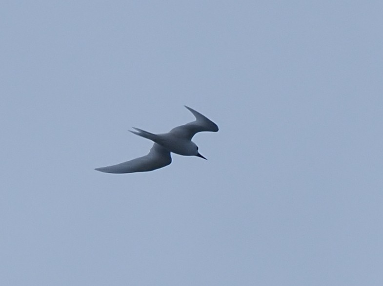 White Tern - ML620379323