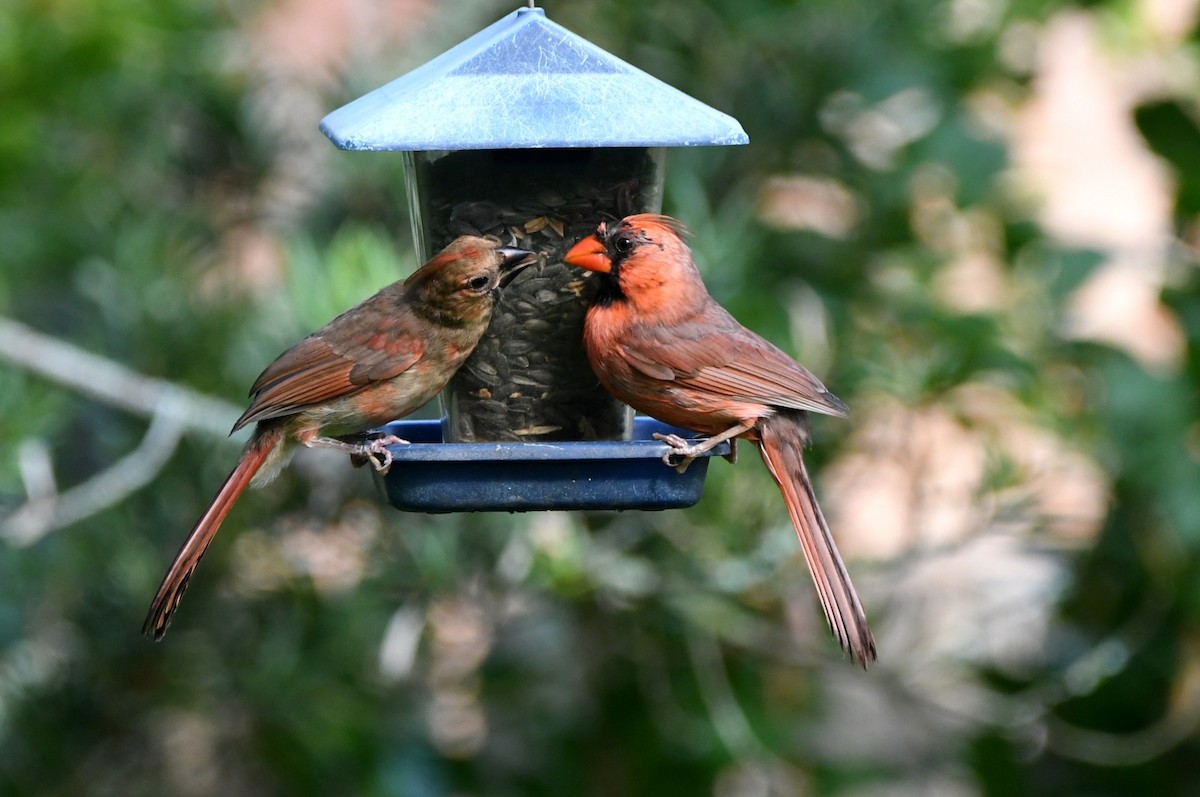 Northern Cardinal - ML620379328