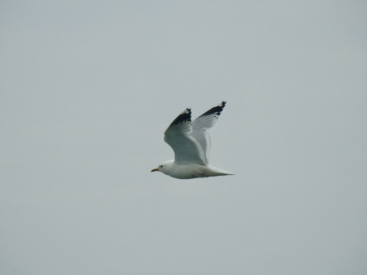 Common Gull (European) - ML620379343