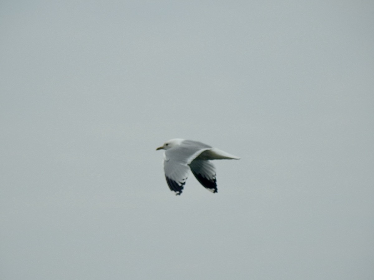 Common Gull (European) - ML620379344