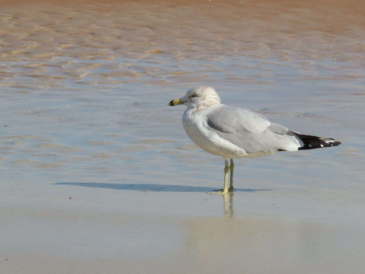 Ring-billed Gull - ML620379345