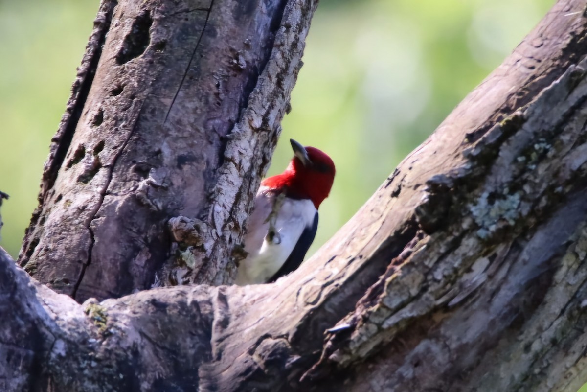 Red-headed Woodpecker - ML620379380