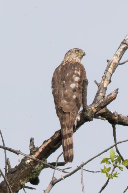 Cooper's Hawk - ML620379387