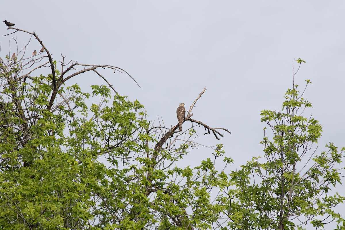 Cooper's Hawk - ML620379389