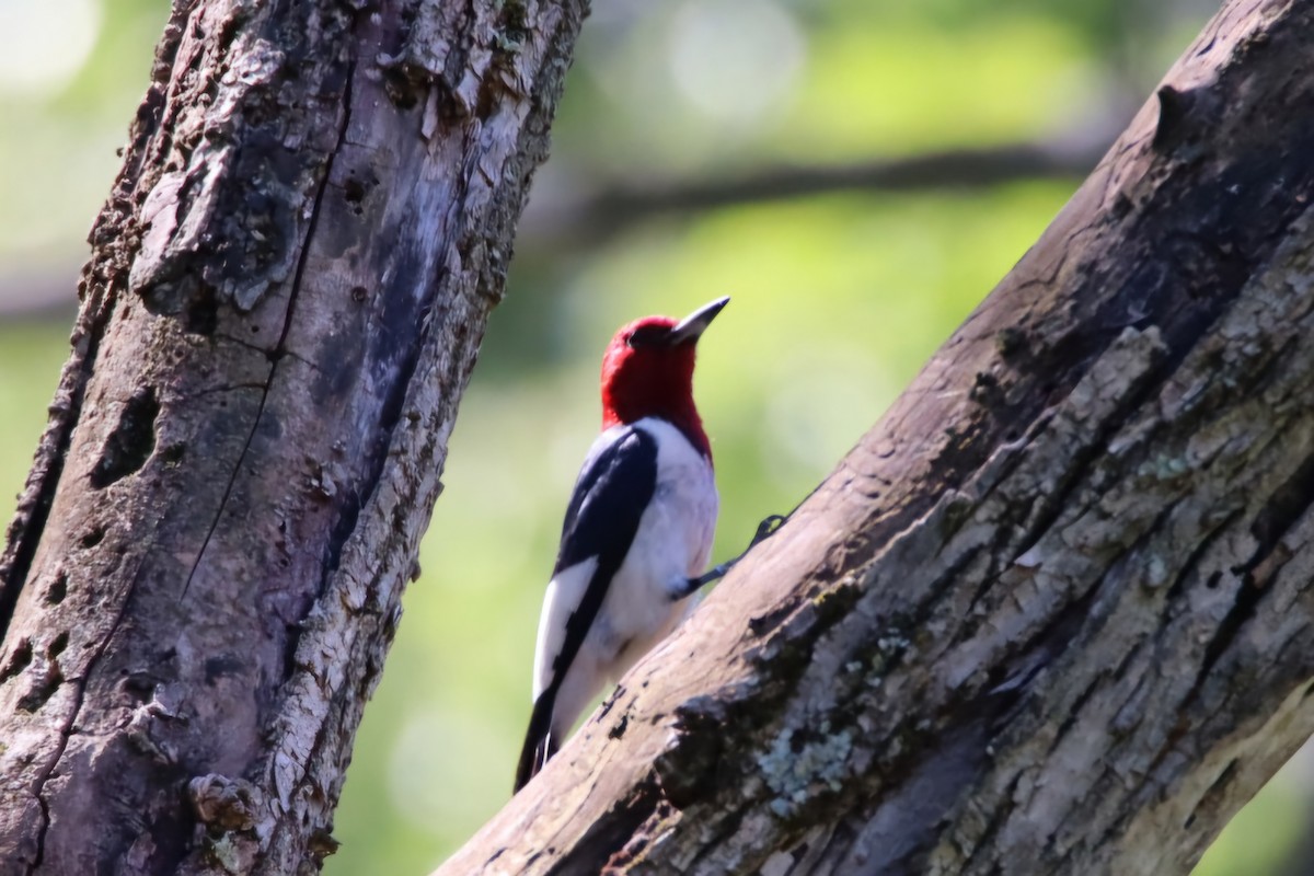 Red-headed Woodpecker - ML620379391