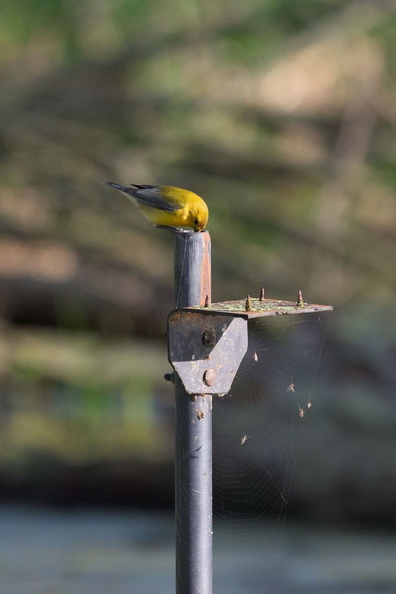 Prothonotary Warbler - ML620379393