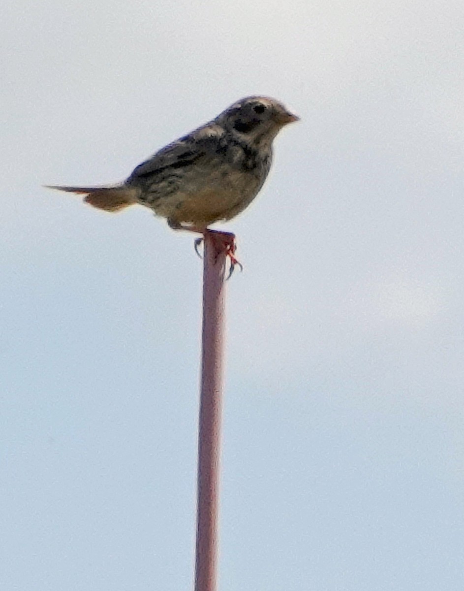 Corn Bunting - ML620379398