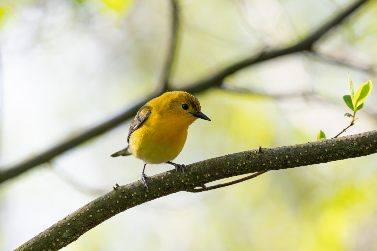 Prothonotary Warbler - ML620379406