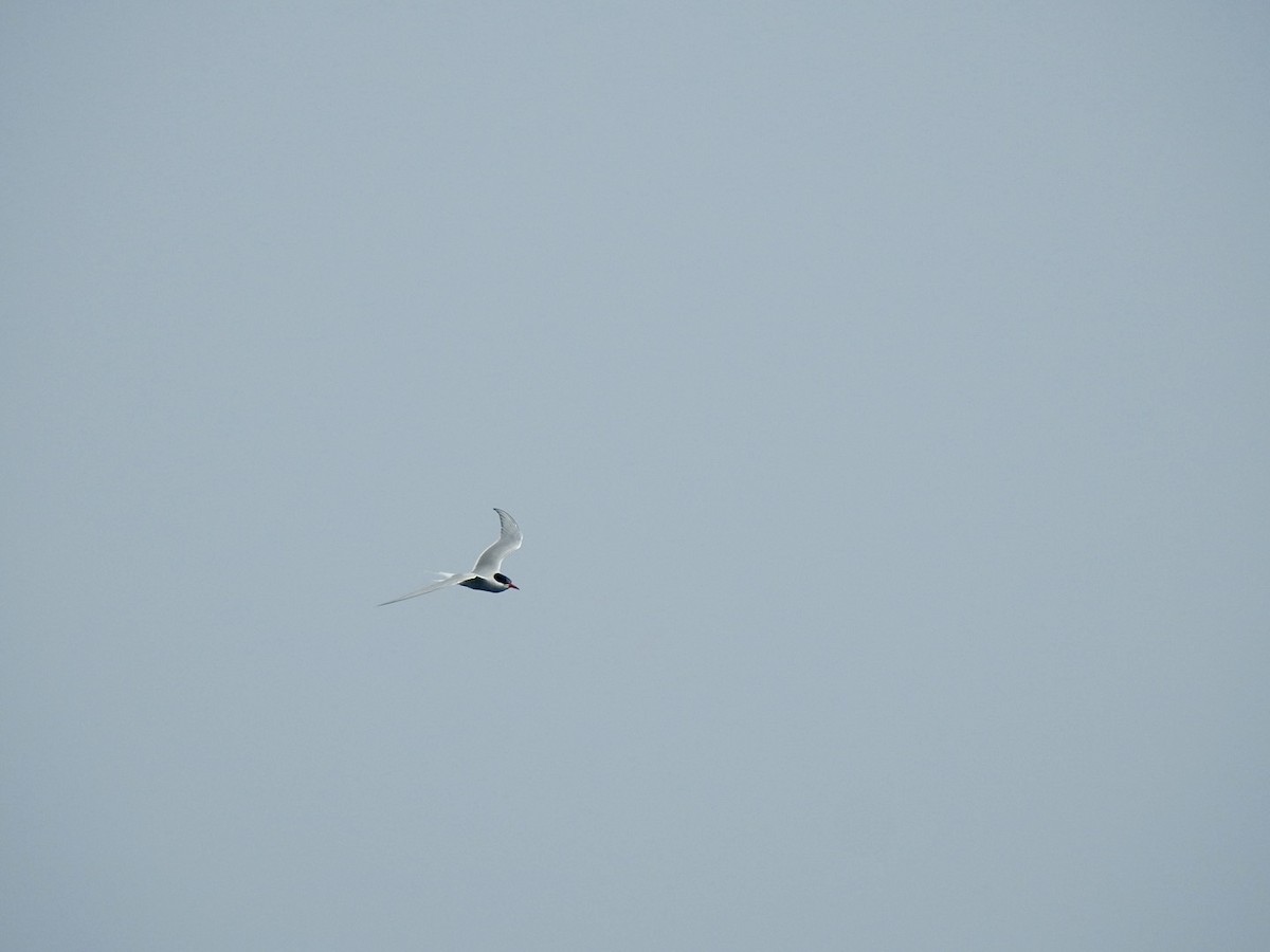 Arctic Tern - ML620379411