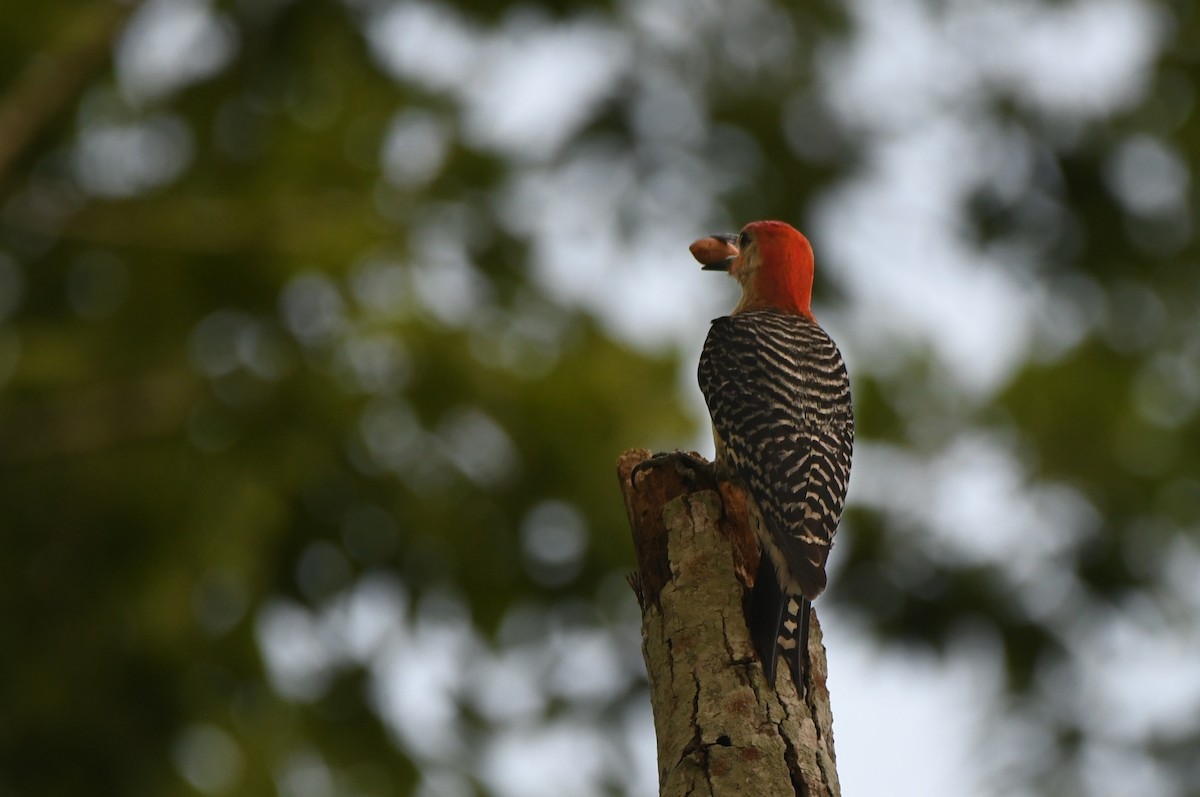 Red-bellied Woodpecker - ML620379418