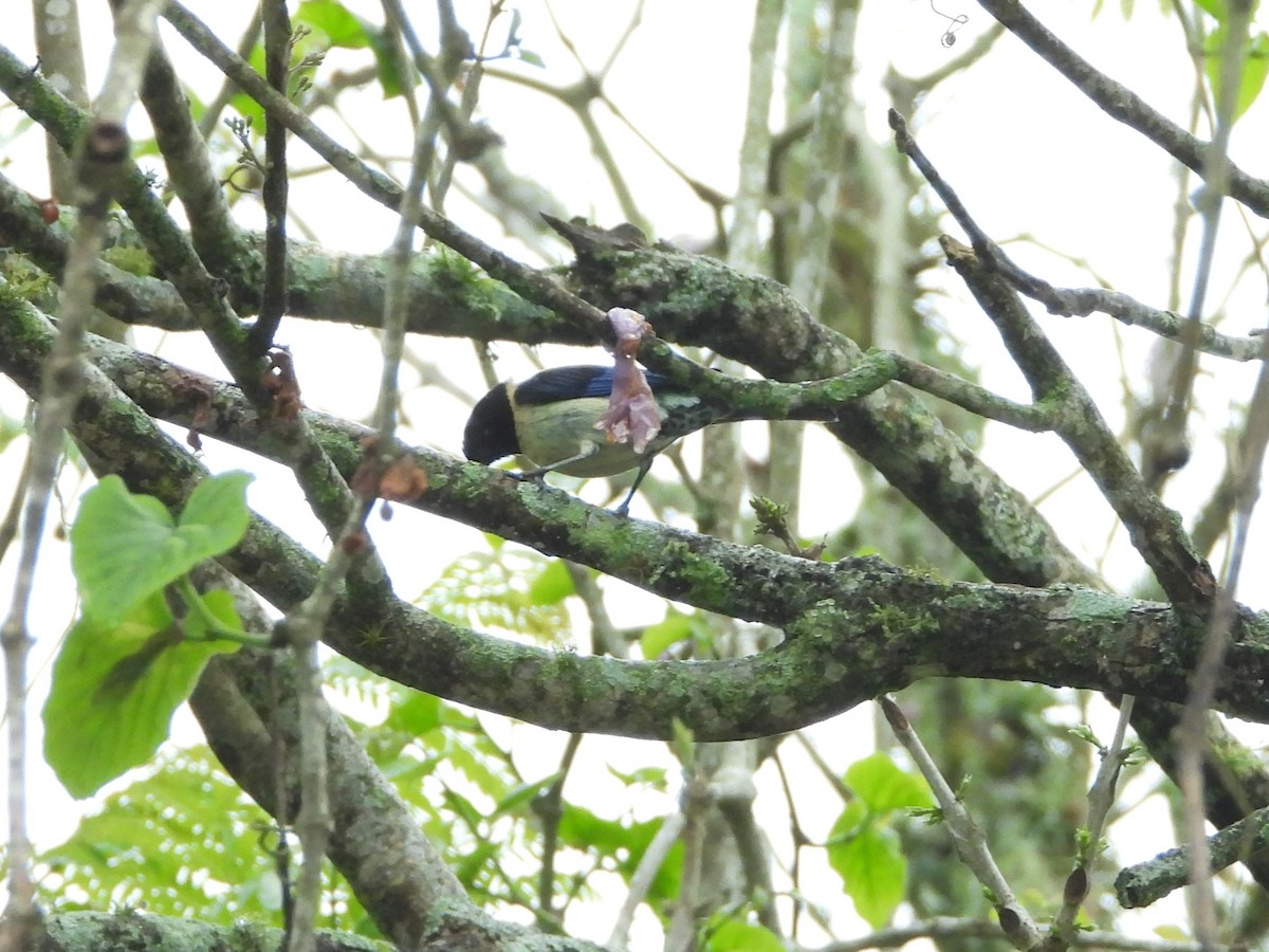 Tangara Cabecinegra - ML620379421