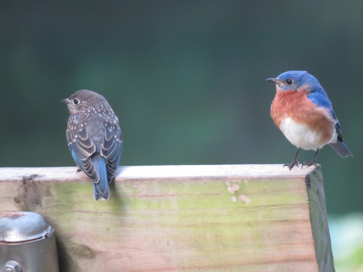 Eastern Bluebird - ML620379423