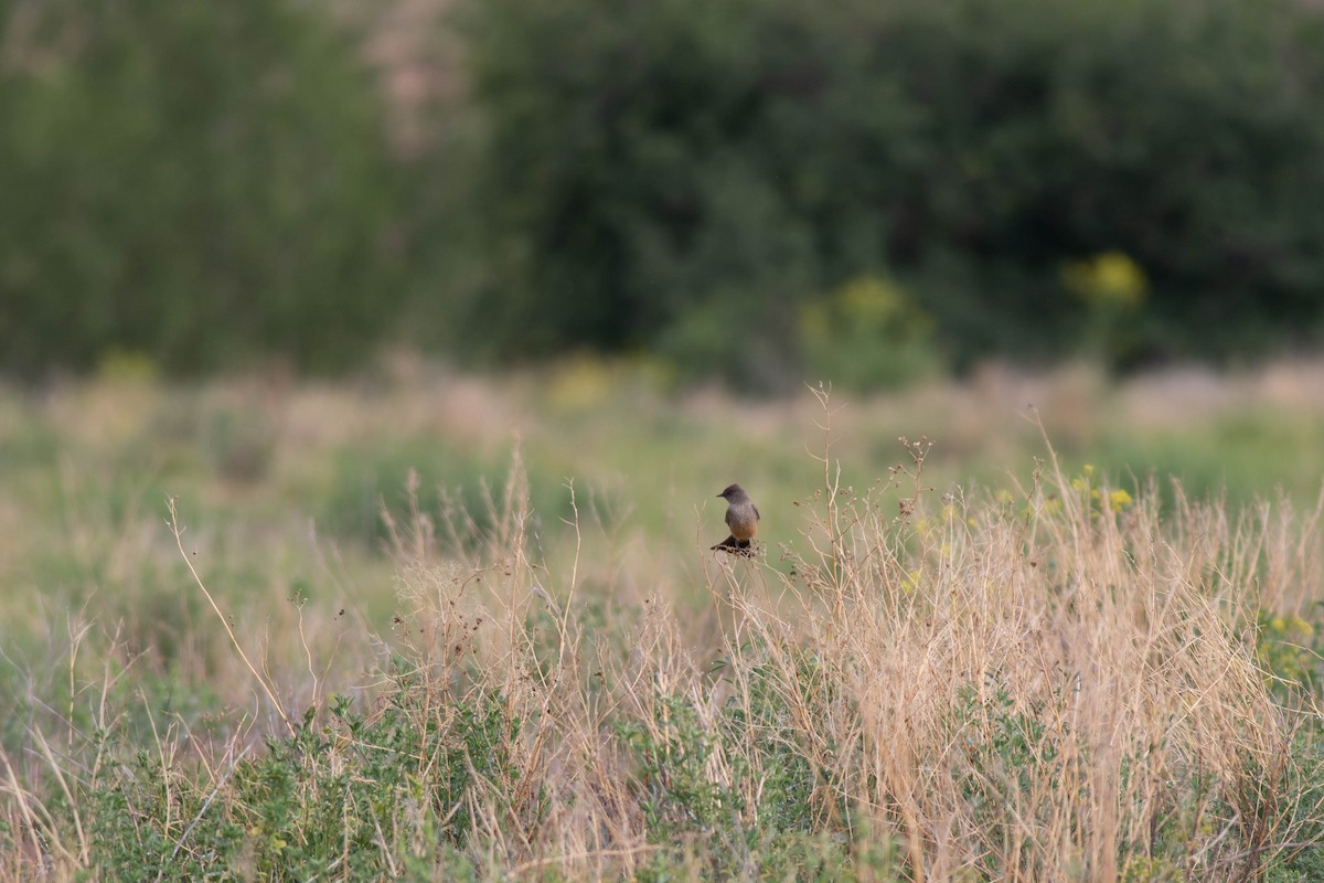 Say's Phoebe - Oliver  Metcalf