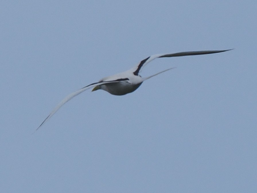 White-tailed Tropicbird - ML620379436
