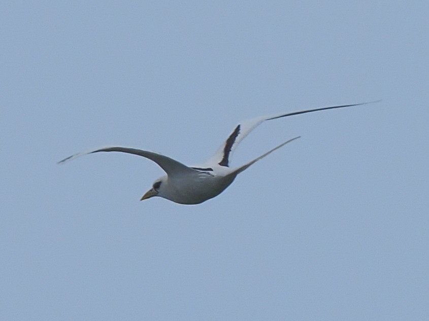 White-tailed Tropicbird - ML620379439