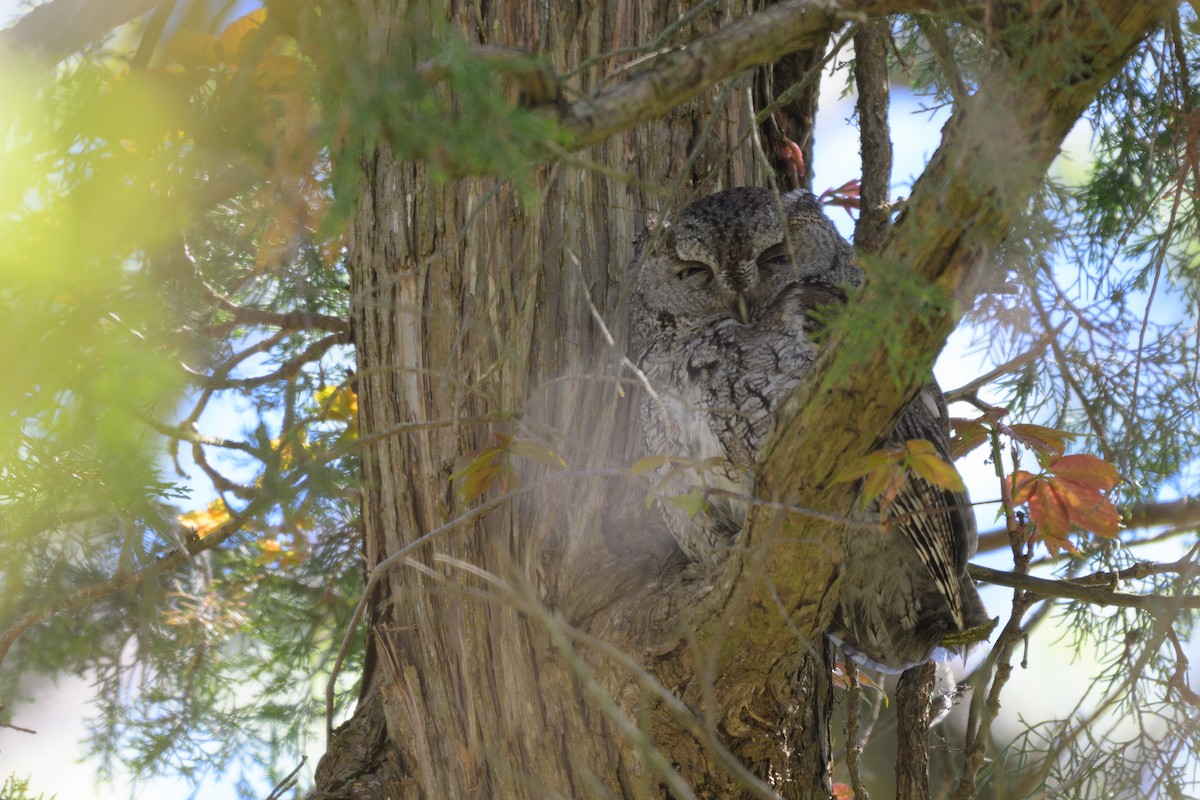 Eastern Screech-Owl - ML620379444