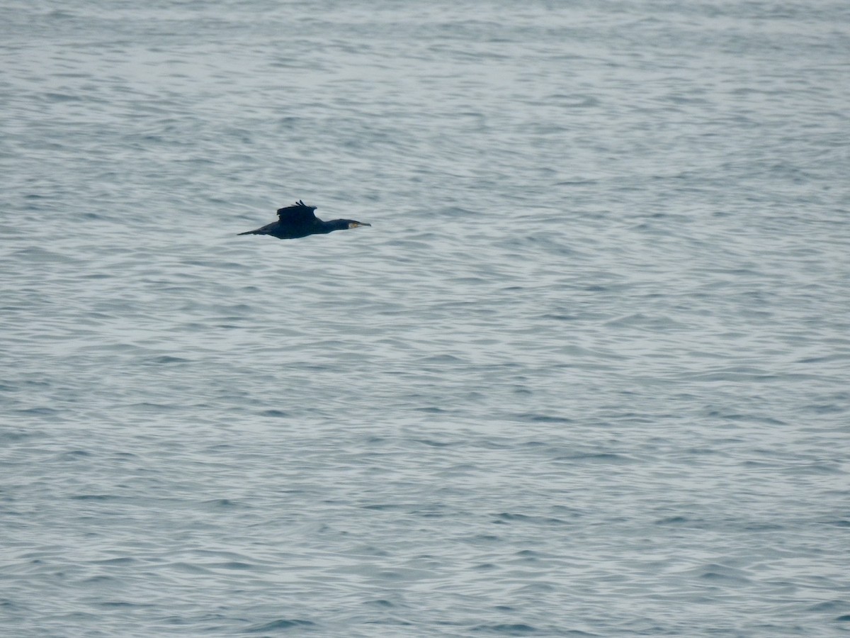 Great Cormorant (North Atlantic) - ML620379447