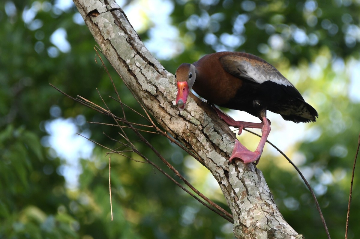 Black-bellied Whistling-Duck - ML620379451