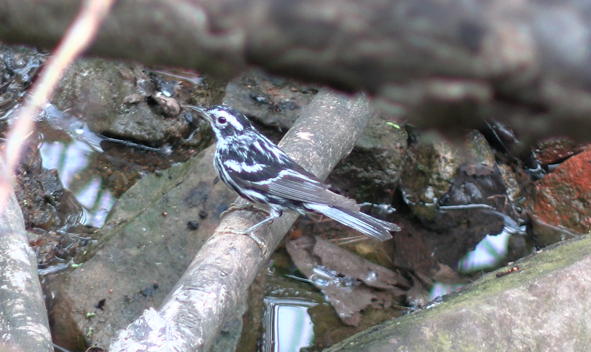 Black-and-white Warbler - ML620379455