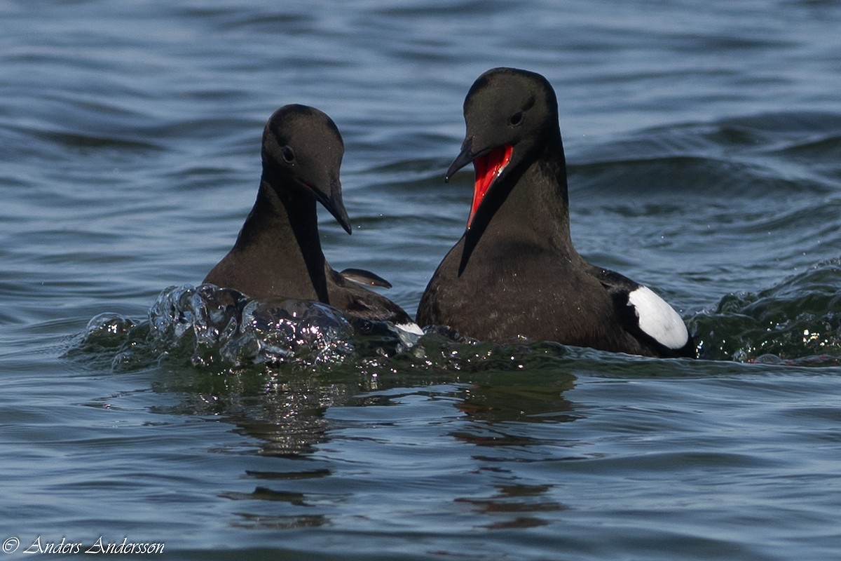 Black Guillemot - ML620379457