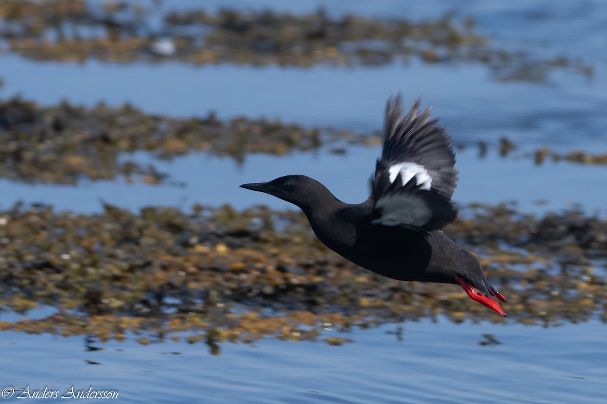 Black Guillemot - ML620379461