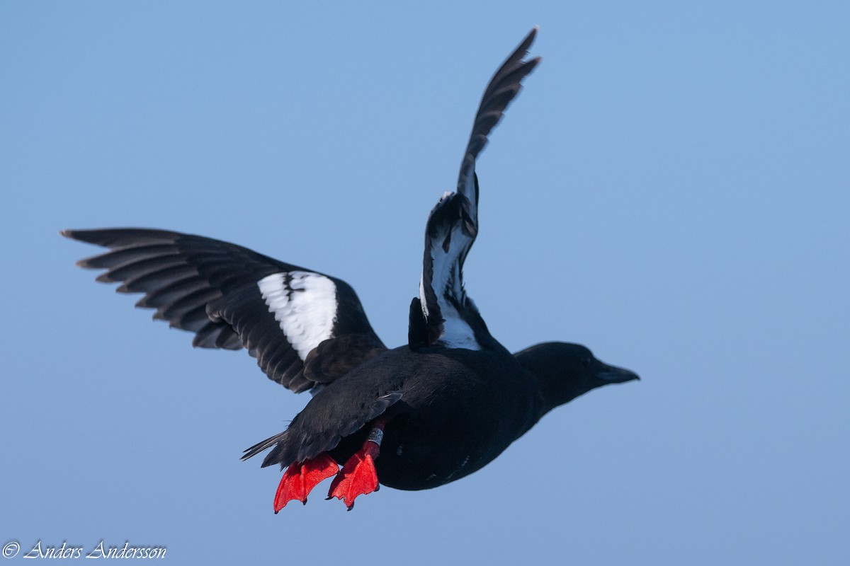 Black Guillemot - ML620379462