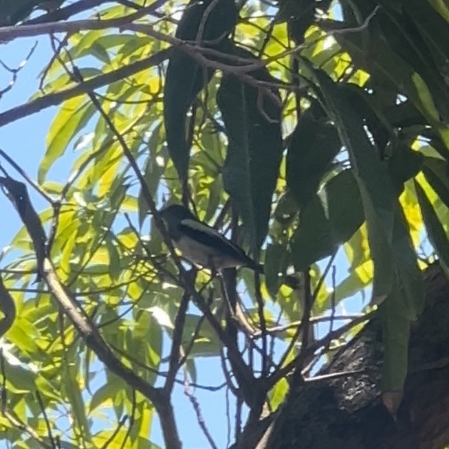 Philippine Magpie-Robin - ML620379480