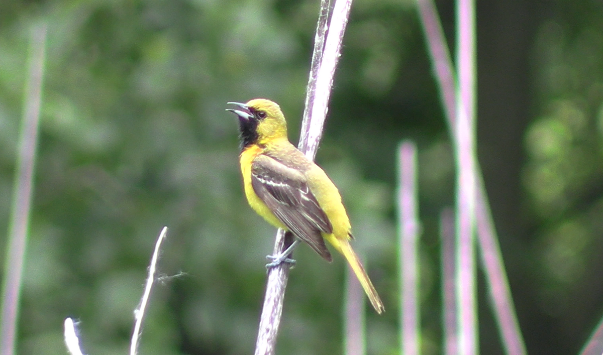 Orchard Oriole - ML620379482