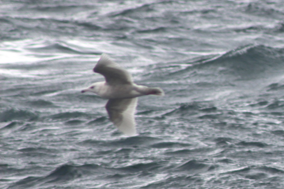 Glaucous Gull - ML620379484