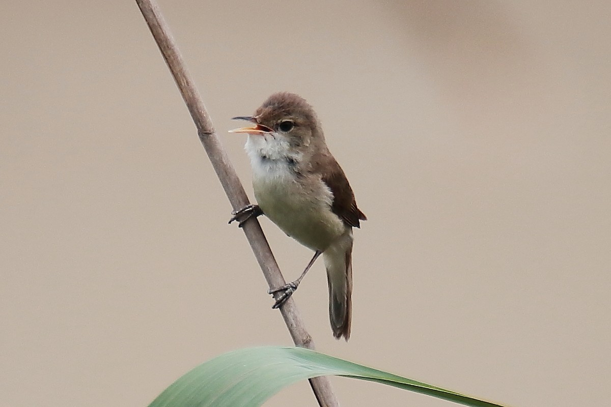 Common Reed Warbler - ML620379487