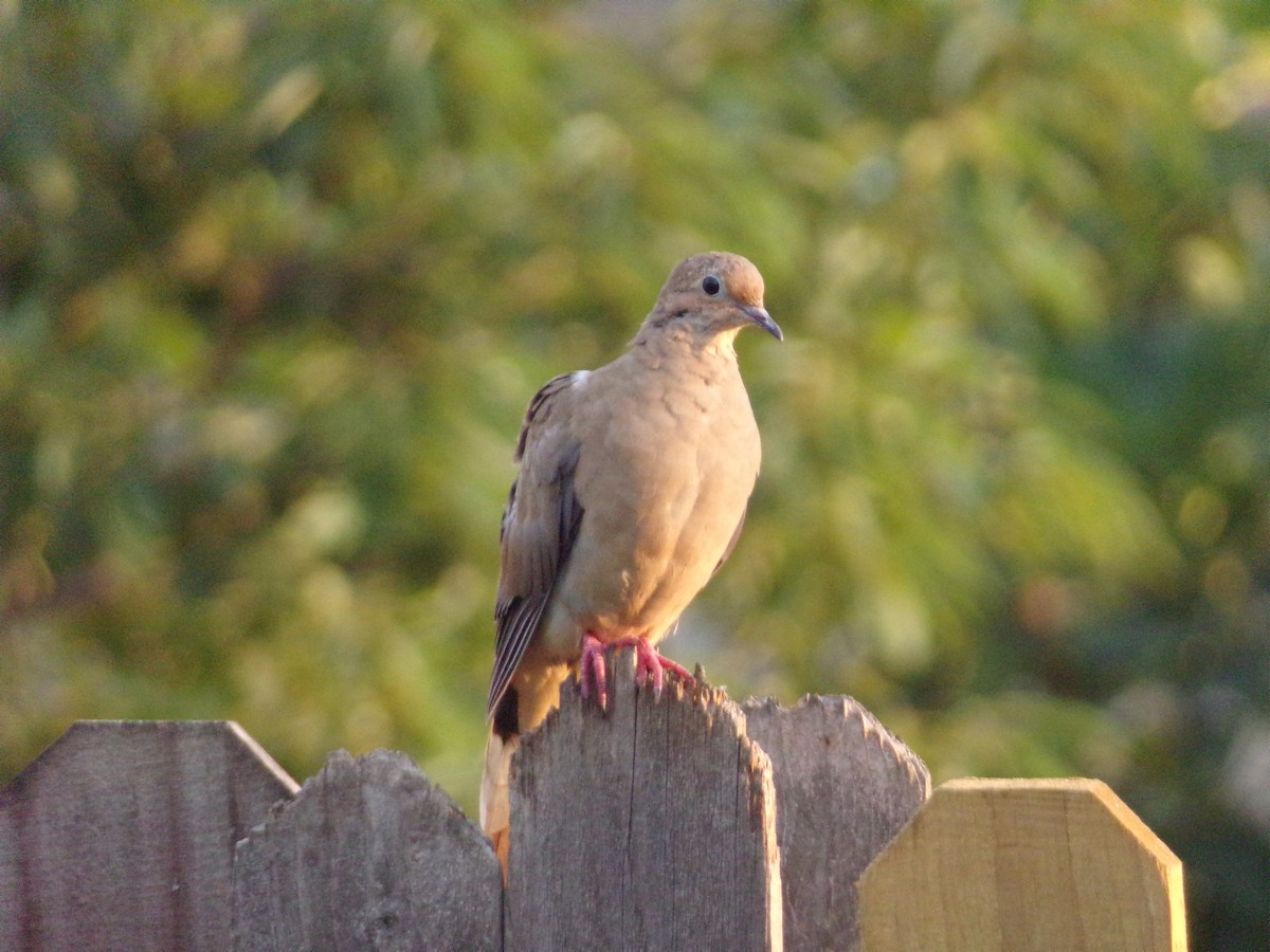 Mourning Dove - ML620379513