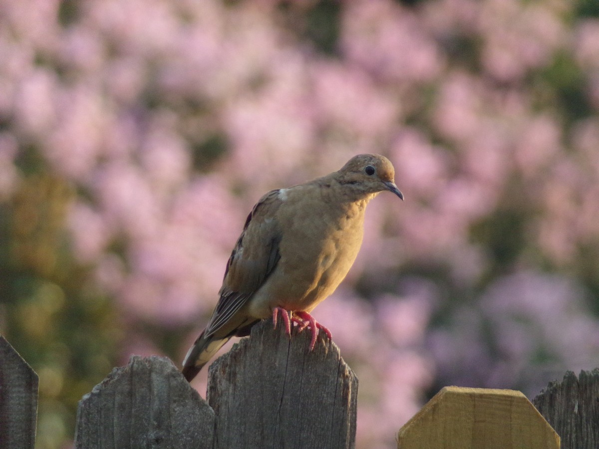 Mourning Dove - ML620379514